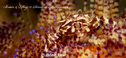 Took this beauty on the first dive at Malapascua. Hope I ... by Brian Law 